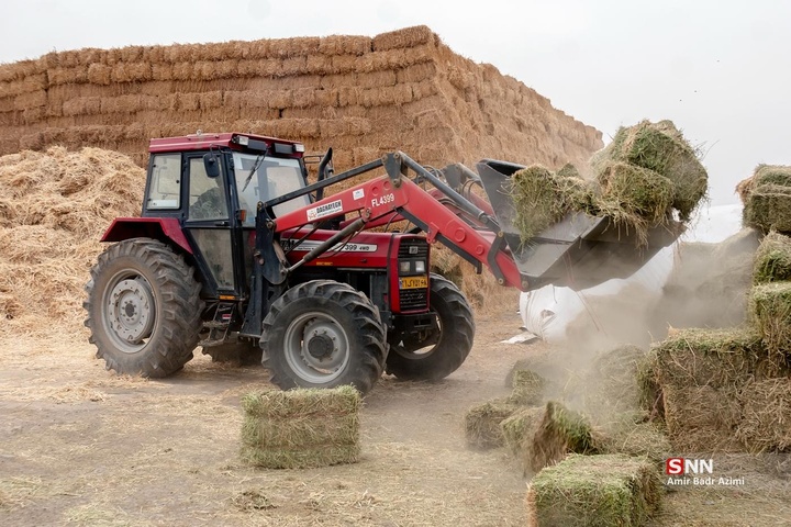 پرورش دام و تولید شیر خام
