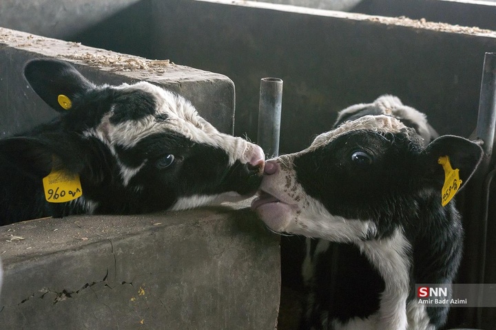 پرورش دام و تولید شیر خام