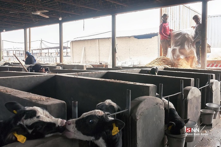 پرورش دام و تولید شیر خام