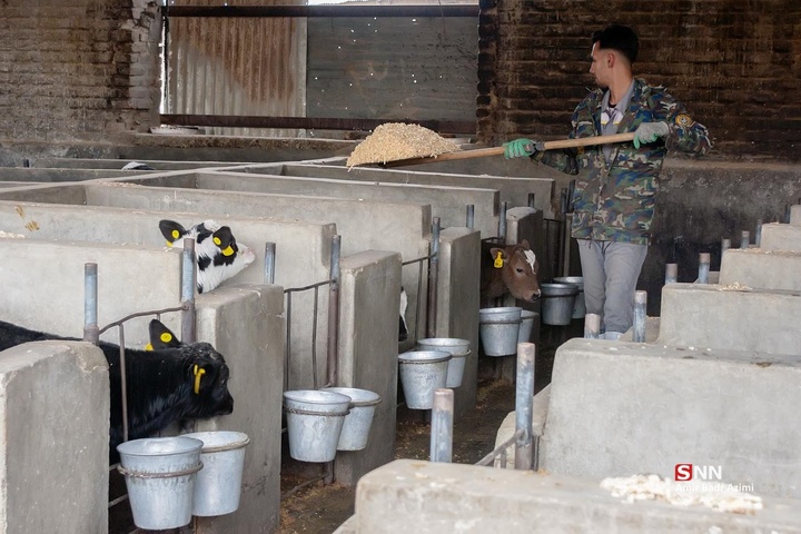 پرورش دام و تولید شیر خام