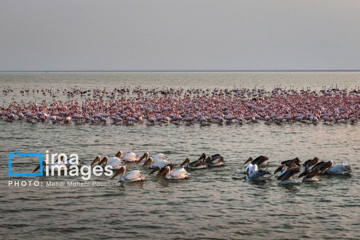 بازگشت غارغارک‌ها