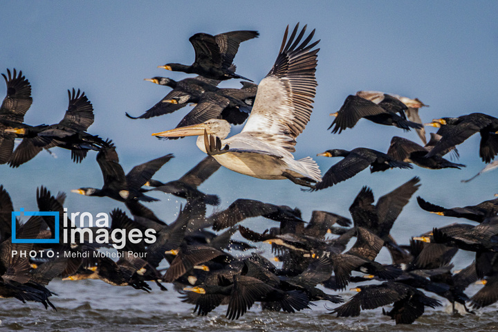 بازگشت غارغارک‌ها