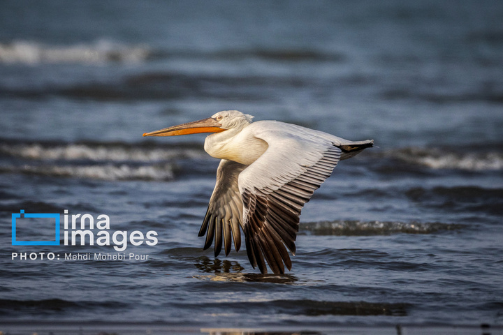 بازگشت غارغارک‌ها