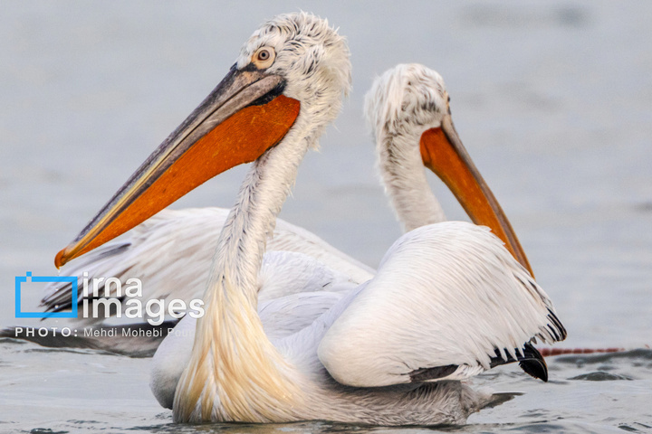 بازگشت غارغارک‌ها