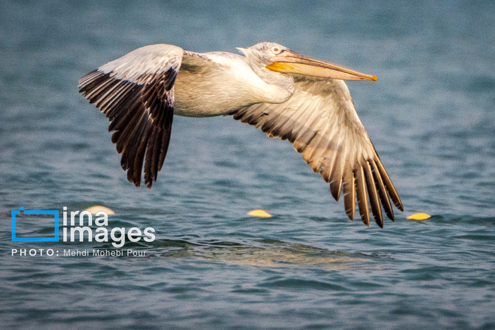 بازگشت غارغارک‌ها