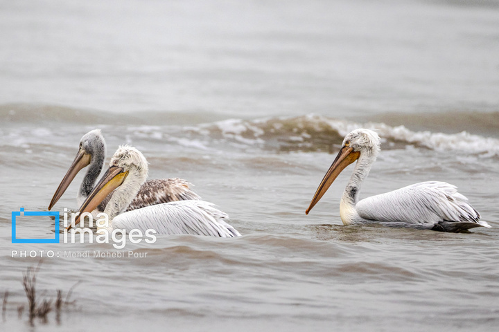 بازگشت غارغارک‌ها