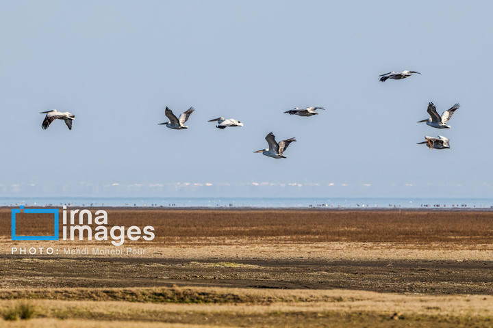 بازگشت غارغارک‌ها