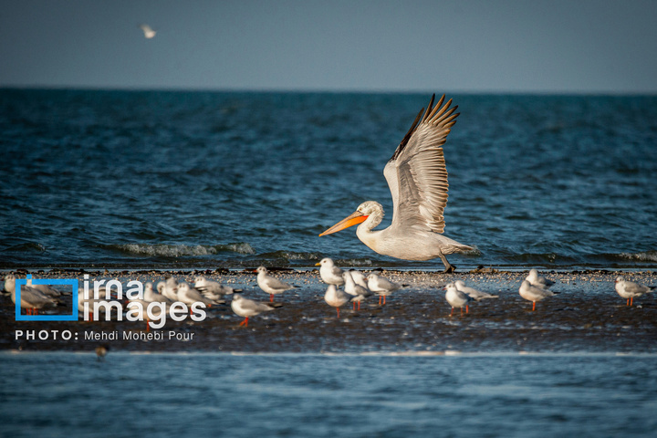 بازگشت غارغارک‌ها