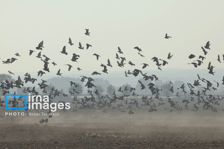 پایتخت زیر ابری از دود