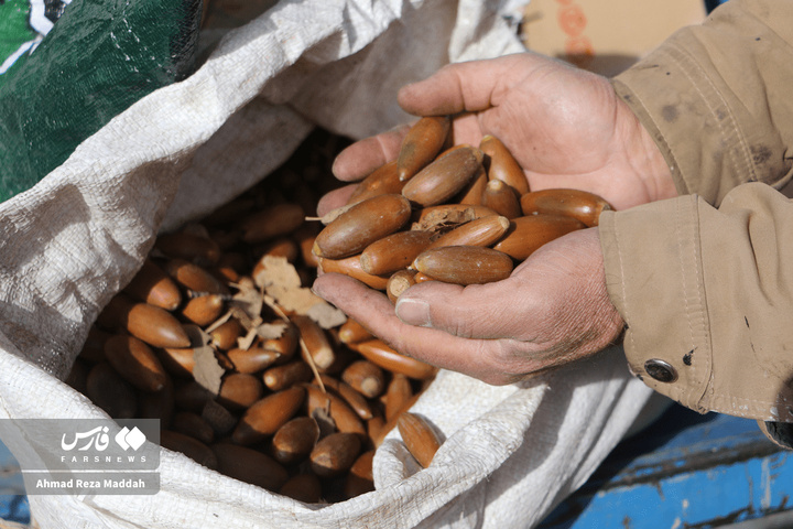 کاشت بلوط در رویشگاه مردمی دشت ارژن