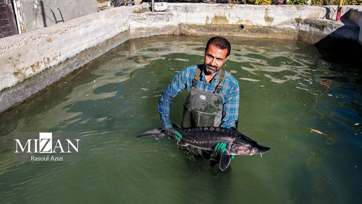 خاویار ایرانی در کلات نادری