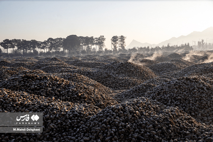 گام‌های ملی در مسیر خوداتکایی تولید شکر