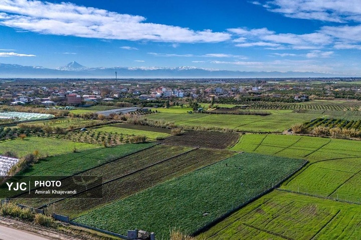 رونق بازار گل نرگس همزمان با فصل برداشت در مازندران