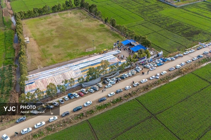 رونق بازار گل نرگس همزمان با فصل برداشت در مازندران