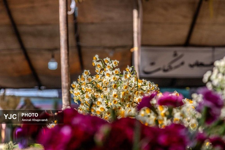 رونق بازار گل نرگس همزمان با فصل برداشت در مازندران