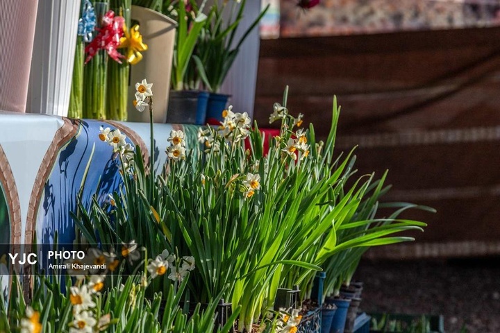 رونق بازار گل نرگس همزمان با فصل برداشت در مازندران