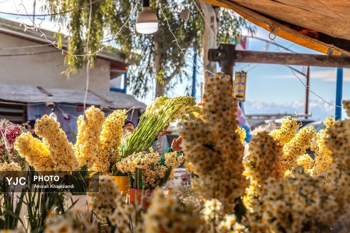رونق بازار گل نرگس همزمان با فصل برداشت در مازندران