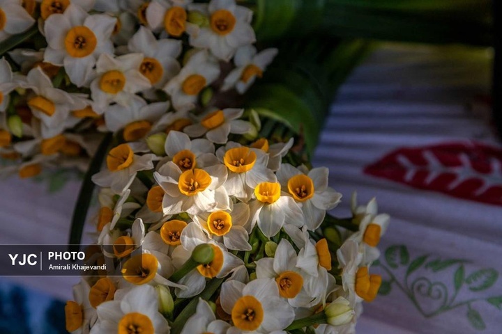 رونق بازار گل نرگس همزمان با فصل برداشت در مازندران