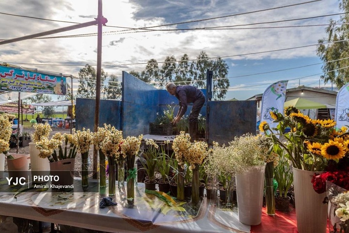 رونق بازار گل نرگس همزمان با فصل برداشت در مازندران