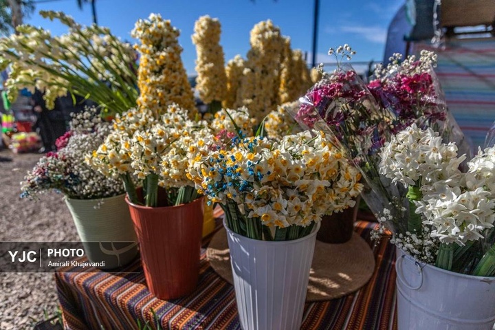 رونق بازار گل نرگس همزمان با فصل برداشت در مازندران