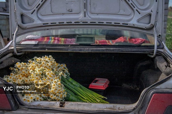 رونق بازار گل نرگس همزمان با فصل برداشت در مازندران