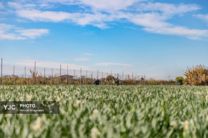 رونق بازار گل نرگس همزمان با فصل برداشت در مازندران