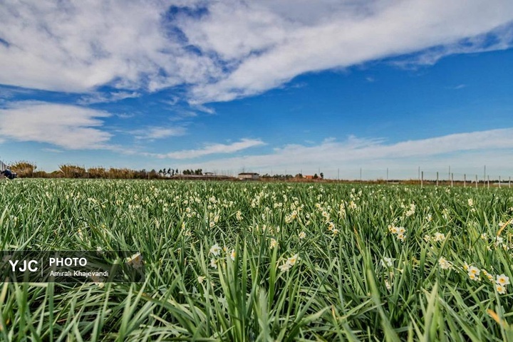 رونق بازار گل نرگس همزمان با فصل برداشت در مازندران