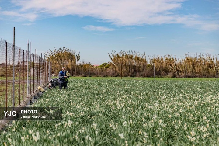 رونق بازار گل نرگس همزمان با فصل برداشت در مازندران