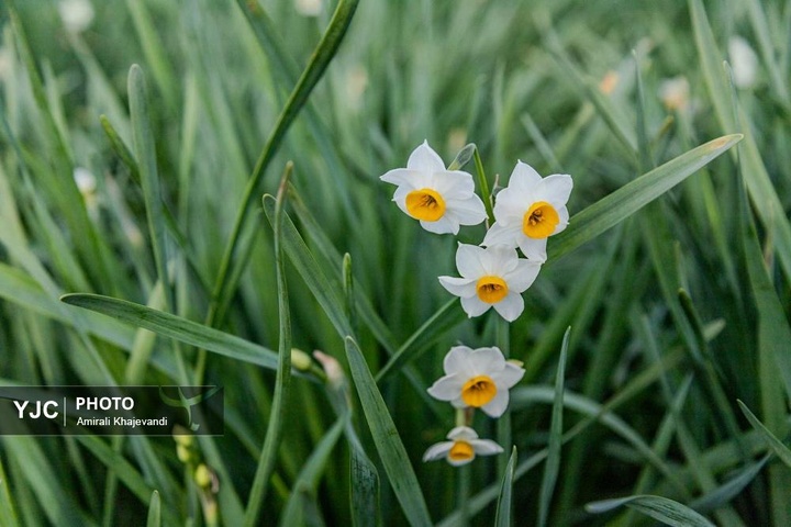 رونق بازار گل نرگس همزمان با فصل برداشت در مازندران