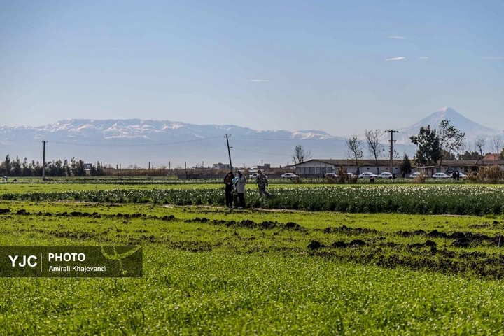 رونق بازار گل نرگس همزمان با فصل برداشت در مازندران