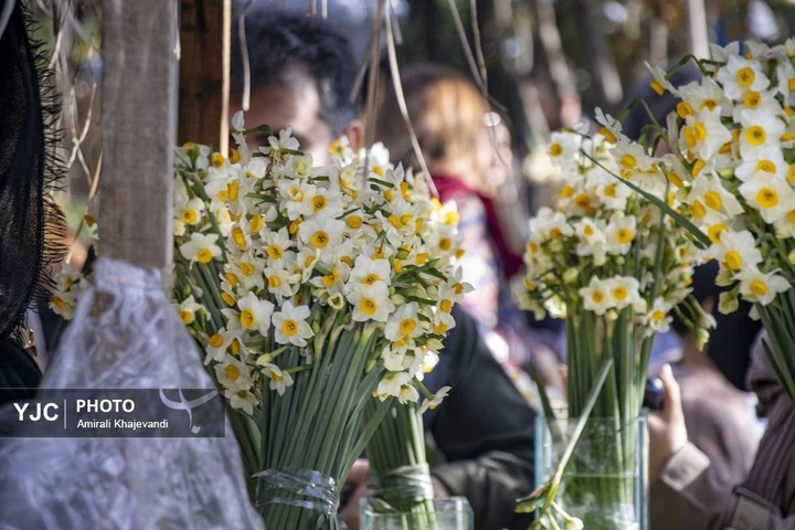 رونق بازار گل نرگس همزمان با فصل برداشت در مازندران