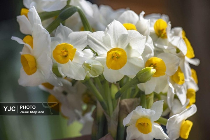 رونق بازار گل نرگس همزمان با فصل برداشت در مازندران