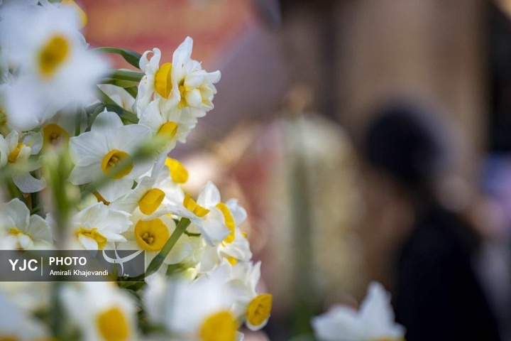 رونق بازار گل نرگس همزمان با فصل برداشت در مازندران