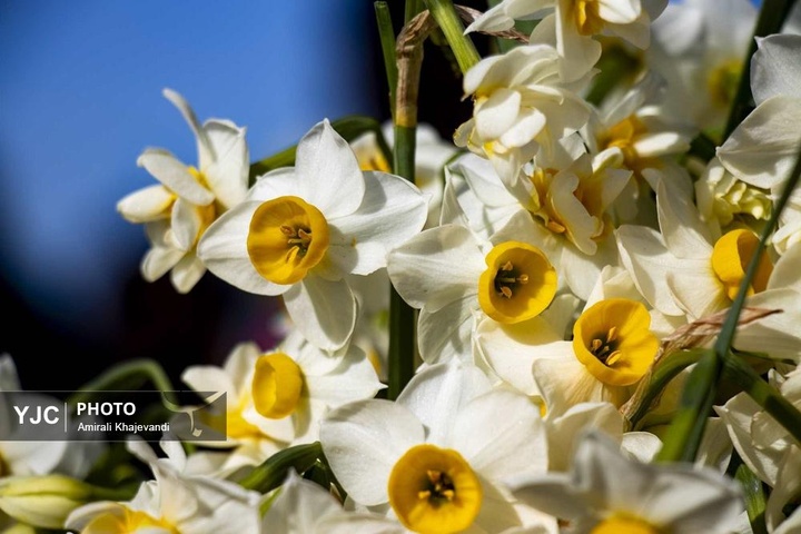 رونق بازار گل نرگس همزمان با فصل برداشت در مازندران