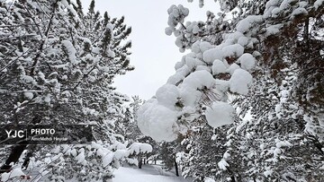 بارش برف در تهران / ۳۰ دی ۱۴۰۴