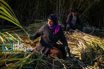 برداشت نیشکر از زمین های استان مازندران