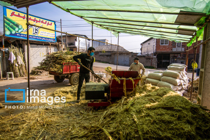 برداشت نیشکر از زمین های استان مازندران