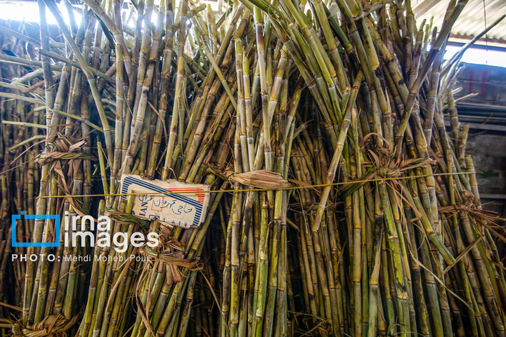 برداشت نیشکر از زمین های استان مازندران