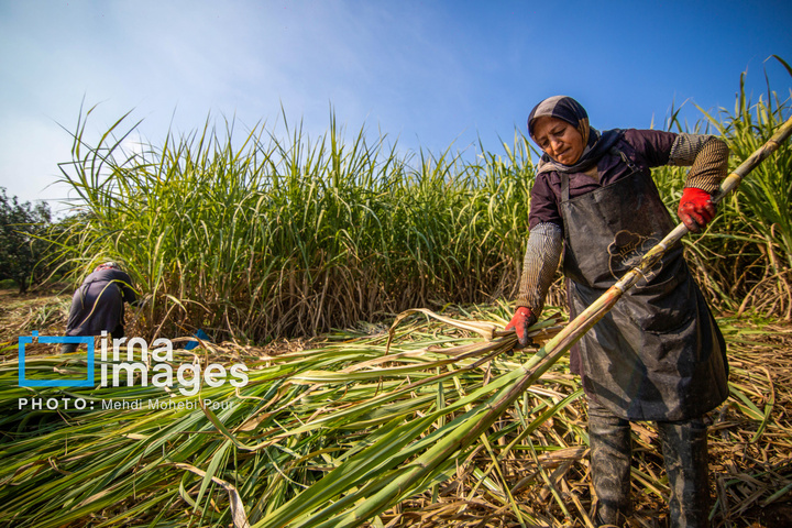 برداشت نیشکر از زمین های استان مازندران