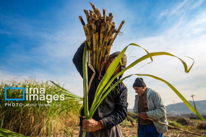 برداشت نیشکر از زمین های استان مازندران