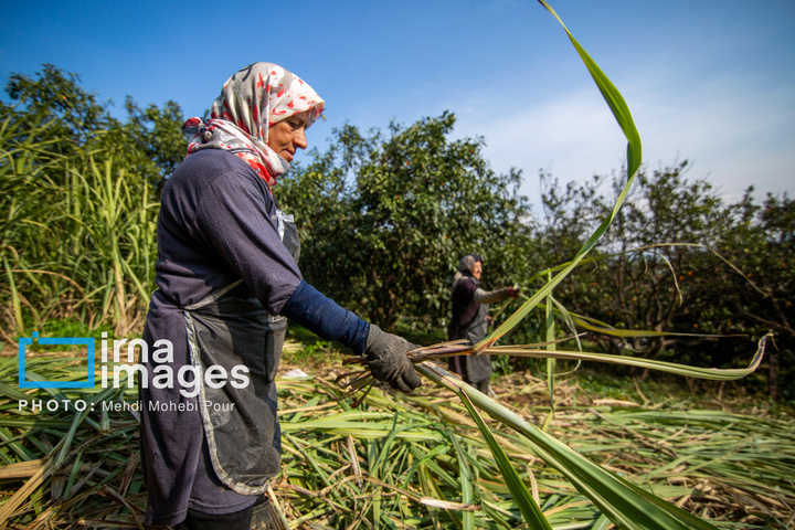 برداشت نیشکر از زمین های استان مازندران