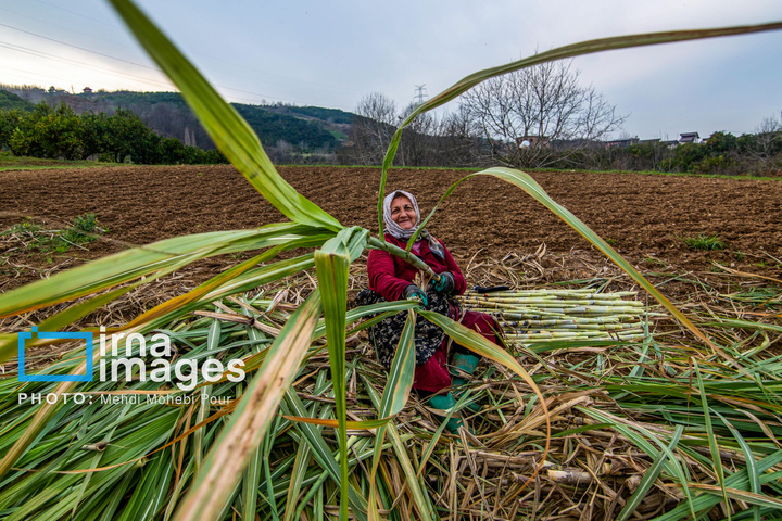 برداشت نیشکر از زمین های استان مازندران