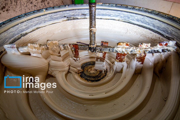 برداشت نیشکر از زمین های استان مازندران