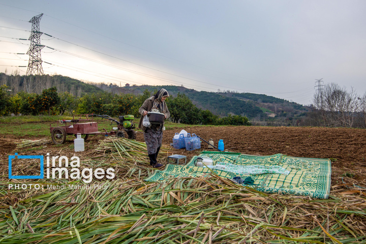 برداشت نیشکر از زمین های استان مازندران