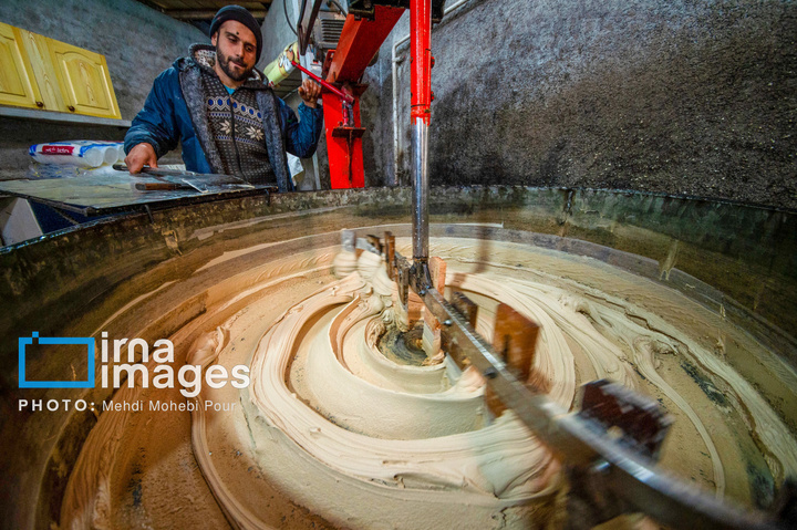 برداشت نیشکر از زمین های استان مازندران