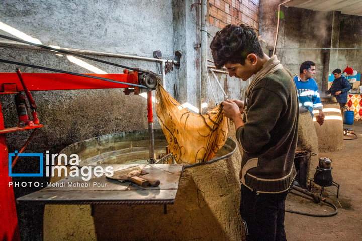 برداشت نیشکر از زمین های استان مازندران