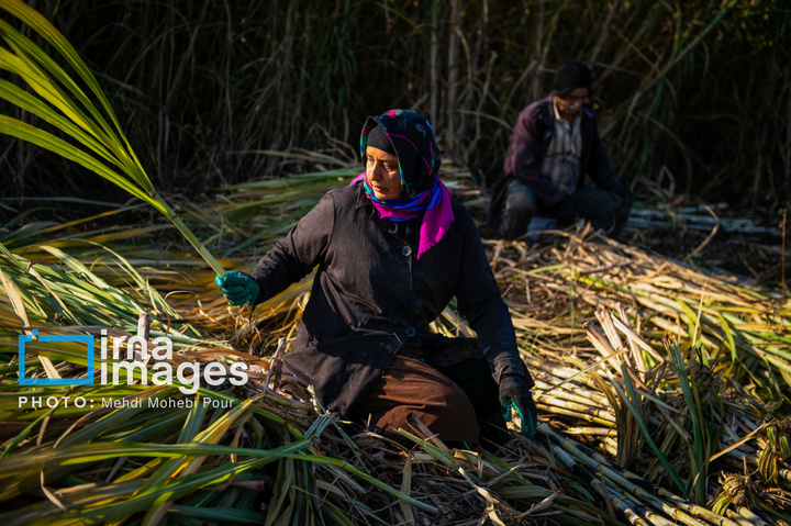 برداشت نیشکر از زمین های استان مازندران