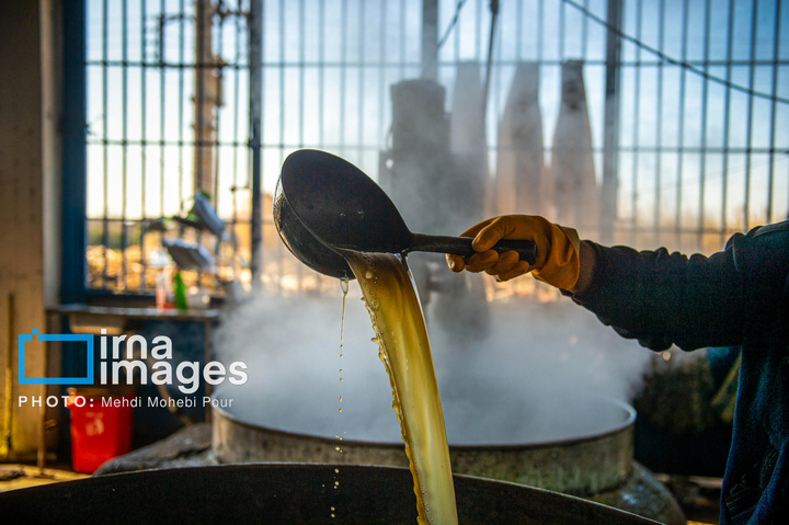 برداشت نیشکر از زمین های استان مازندران