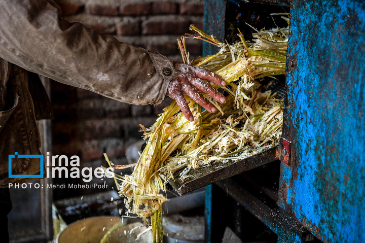 برداشت نیشکر از زمین های استان مازندران
