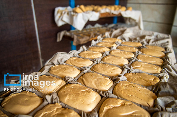 برداشت نیشکر از زمین های استان مازندران